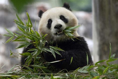 Giant Panda Cam (Coming Soon)